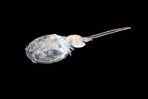 Parasitic copepod in the Caligidae family (possibly Caligus sp. or Lepeoptheirus sp.),that was associated with a Ocean sunfish (Mola mola) ocean sunfish. The long appendage visible at the rear end is...