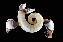 Ram's horn squid / Little post horn squid (Spirula spirula) internal shell with Pelagic goose barnacles (Lepas sp.). South Africa, Atlantic Ocean.