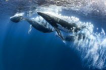 Humpback whale (Megaptera novaeangliae) heat run with seven males, male blowing bubbles, likely a display of dominance. Vava&#39;u, Tonga. Pacific Ocean.