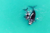 Aerial view of Southern right whale (Eubalaena australis) female with calf in shallow coastal water, South Africa, Indian Ocean.