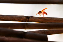 Yellow paper wasp (Polistes olivaceus) grooming itself at sunset, in between sessions of scraping the bamboo poles for material to construct a hive.Tonga.