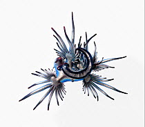 Blue sea slug (Glaucus atlanticus) that was washed ashore with a mass, multi-day stranding of thousands of Indo-Pacific Portuguese man-of-war (Physalia utriculus). This species predates Portuguese man...