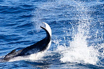 Humpback whale (Megaptera novaeangliae australis)  female  calf playing, slapping the ocean surface, Vava&#39;u, Tonga.