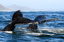 Humpback whales (Megaptera novaeangliae) diving in synchrony. Both flukes, but particularly the one in the rear, are covered with Coronula diadema barnacles, which are found exclusively on humpback wh...