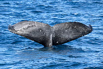 Humpback whale (Megaptera novaeangliae australis) resting head down in water with fluke above the water. Peeling sking on the fluke likely due to normal sloughing off of skin but it may be sunburn fro...