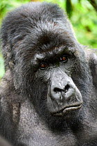 Mountain gorilla (Gorilla beringei beringei) silverback male, head portrait, member of Munyaga group, Virunga National Park, North Kivu, Democratic Republic of Congo, Africa, Critically endangered.