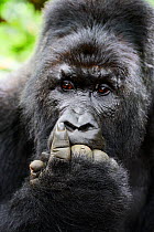 Mountain gorilla (Gorilla beringei beringei) silverback male with fingers in mouth, member of Munyaga group, Virunga National Park, North Kivu, Democratic Republic of Congo, Africa, Critically endange...