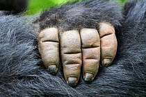 Moutain gorilla (Gorilla beringei beringei) close up of hand, Virunga National Park, North Kivu, Democratic Republic of Congo, Africa, Critically endangered.