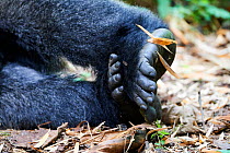 Moutain gorilla (Gorilla beringei beringei) feet, Virunga National Park, North Kivu, Democratic Republic of Congo, Africa, Critically endangered.