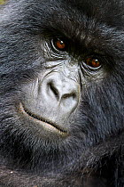 Mountain gorilla ( Gorilla beringei beringei) female head portrait, member of Humba group, Virunga National Park, North Kivu, Democratic Republic of Congo, Africa, Critically endangered.