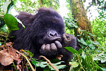 Mountain gorilla (Gorilla beringei beringei) female resting on her hands, Virunga National Park, North Kivu, Democratic Republic of Congo, Africa, Critically endangered.