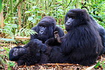 Mountain gorillas (Gorilla gorilla beringei) grooming, members of the Munyaga group, Virunga National Park, North Kivu, Democratic Republic of Congo, Africa, Critically endangered.