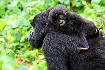 Female Mountain gorilla (Gorilla beringei beringei) carrying baby on back, member of the Kabirizi group, Virunga National Park, North Kivu, Democratic Republic of Congo, Africa, Critically endangered.