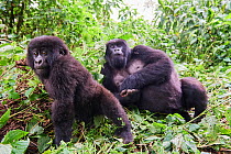 Mountain gorillas (Gorilla beringei beringei) female relaxing with baby exploring, members of the Kabirizi group, Virunga National Park, North Kivu, Democratic Republic of Congo, Africa, Critically en...