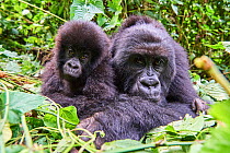 Mountain gorilla (Gorilla beringei beringei) female resting with her baby, members of the Humba group, Virunga National Park, North Kivu, Democratic Republic of Congo, Africa, Critically endangered.