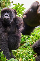 Mountain gorilla (Gorilla beringei beringei) female carrying young on back and stretching hand towards the camera, member of the Humba group, Virunga National Park, North Kivu, Democratic Republic of...