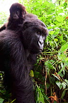 Mountain gorilla (Gorilla beringei beringei) female carrying baby on her back, member of Humba group, Virunga National Park, North Kivu, Democratic Republic of Congo, Africa, Critically endangered.