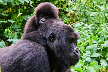 Mountain gorilla (Gorilla beringei beringei) female carrying baby on her back, member of the Humba group, Virunga National Park, North Kivu, Democratic Republic of Congo, Africa, Critically endangered...