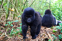 Mountain gorilla  (Gorilla beringei beringei) juvenile male, aged 2 years, approaching the camera, members of the Munyaga, group, Virunga National Park, North Kivu, Democratic Republic of Congo, Afric...