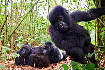 Mountain gorilla (Gorilla beringei beringei) juvenile male, aged 2 years. approaching the camera, with adults resting behind, member of the Munyaga group, Virunga National Park, North Kivu, Democratic...