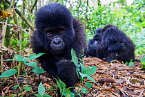 Mountain gorilla (Gorilla beringei beringei) juvenile male, aged 2 years, approaching camera, member of the Munyaga group, Virunga National Park, North Kivu, Democratic Republic of Congo, Africa, Crit...