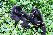 Mountain gorillas (Gorilla beringei beringei) two juveniles playing, members of the Munyaga group, Virunga National Park, North Kivu, Democratic Republic of Congo, Africa, Critically endangered.