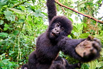 Mountain gorilla (Gorilla beringei beringei) juvenile hanging from branch trying to grab the camera, member of the Rugendo group, Virunga National Park, North Kivu, Democratic Republic of Congo, Afric...