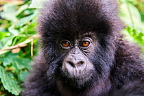 Mountain gorilla (Gorilla beringei beringei) baby, portrait, member of the Humba group, Virunga National Park, North Kivu, Democratic Republic of Congo, Africa, Critically endangered.
