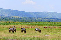 Four Burchell's zebra (Equus quagga burchellii) two with Red billed oxpeckers (Buphagus erythrorynchus) on their backs, with Antelope, mainly Impala (Aepyceros melampus) and a Warthog (Phacochoerus af...