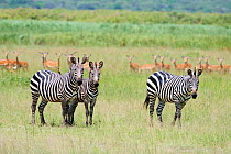 Three Burchell's zebras (Equus quagga burchellii) with an Impala (Aepyceros melampus) herd behind, Akagera National Park, Rwanda, Africa.