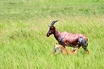 Topi (Damaliscus lunatus jimela) female with calf suckling, Akagera National Park, Rwanda, Africa.