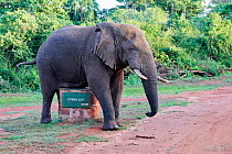 African elephant (Loxodonta africana) rubbing against boundary stone, Akagera National Park, Rwanda, Africa, Vulnerable species.