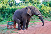 African elephant (Loxodonta africana) rubbing bottom against boundary stone, Akagera National Park, Rwanda, Africa, Vulnerable species.