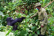 Mountain gorilla (Gorilla beringei beringei) silverback male with a guard from ICCN (Congolese Institute for the Conservation of Nature) wearing a face mask to avoid any transfer of disease, Virunga N...