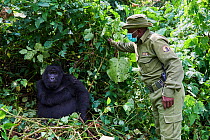 Mountain gorilla (Gorilla beringei beringei) female with a guard from ICCN (Congolese Institute for the Conservation of Nature) wearing a face mask to avoid any transfer of disease, Virunga National P...