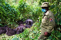 Mountain gorilla (Gorilla beringei beringei) family group sleeping with a guard from ICCN (Congolese Institute for the Conservation of Nature) wearing a face mask to avoid any transfer of disease, Vir...