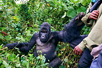 Mountain gorilla (Gorilla beringei beringei) silverback male pushing a guard from the ICCN (Congolese Institute for the Conservation of Nature) away, member of the Humba group, Virunga National Park,...
