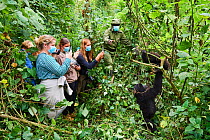 Mountain gorillas (Gorilla beringei beringei) juveniles playing watched by a group of tourists wearing face masks to avoid any transfer of disease, Virunga National Park, North Kivu, Democratic Republ...