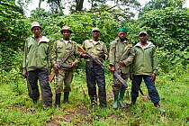 Team of guides, guards and trackers for Moutain gorillas (Gorilla beringei beringei) at the Virunga National Park, North Kivu, Democratic Republic of Congo, Africa, December 2017.