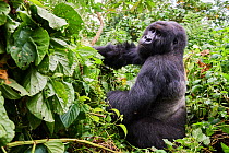 Mountain gorilla (Gorilla beringei beringei) silverback male, ember of the Kabirizi group, Virunga National Park, North Kivu, Democratic Republic of Congo, Africa, Critically endangered.