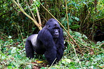 Mountain gorilla (Gorilla beringei beringei) silverback male, member of the Bageni group, Virunga National Park, North Kivu, Democratic Republic of Congo, Africa, Critically endangered.