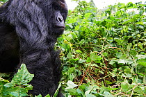 Mountain gorilla (Gorilla beringei beringei) silverback male, member of the Humba group, Virunga National Park, North Kivu, Democratic Republic of Congo, Africa, Critically endangered.