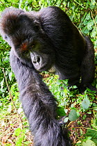 Mountain gorilla (Gorilla beringei beringei) silverback male, member of the Humba group, Virunga National Park, North Kivu, Democratic Republic of Congo, Africa, Critically endangered.
