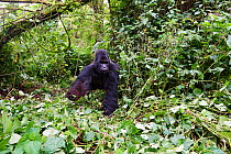 Mountain gorilla (Gorilla beringei beringei) silverback male 'Humba' feeding on Driver ant (Dorylus sp) nest, a socially acquired and transmitted taste, Virunga National Park, North Kivu, Democratic R...