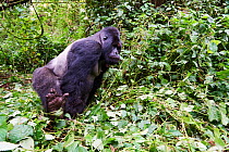 Mountain gorilla (Gorilla beringei beringei) silverback male 'Humba' with ants all over his arm, leaving Driver ant (Dorylus sp) nest he was feeding on, a socially acquired and transmitted taste, Viru...