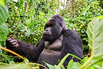 Mountain gorilla (Gorilla beringei beringei) silverback male 'Humba' with a fist full of Driver ants (Dorylus sp) before feeding on them, a socially acquired and transmitted taste, Virunga National Pa...