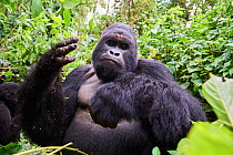 Mountain gorilla  (Gorilla beringei beringei) silverback male 'Humba' feeding on Driver ants (Dorylus sp), a socially acquired and transmitted taste, Virunga National Park, North Kivu, Democratic Repu...