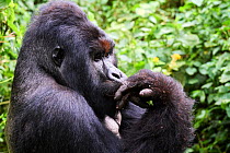 Mountain gorilla (Gorilla beringei beringei) silverback male known as Humba licking his fingers after eating Driver ants (Dorylus sp.) a socially acquired and transmitted taste, member of the Humba gr...