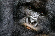 Mountain gorilla (Gorilla beringei beringei) silverback male, portrait, member of the Rugendo group, Virunga National Park, North Kivu, Democratic Republic of Congo, Africa, Critically endangered.