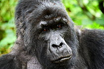 Mountain gorilla (Gorilla beringei beringei) silverback male, portrait, member of the Munyaga group, Virunga National Park, North Kivu, Democratic Republic of Congo, Africa, Critically endangered.